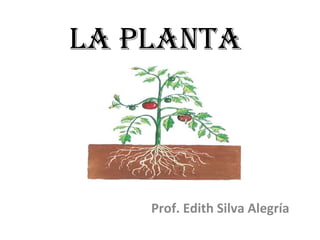 LA PLANTA Prof. Edith Silva Alegría 