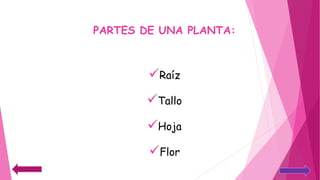 PARTES DE UNA PLANTA:
Raíz
Tallo
Hoja
Flor
 