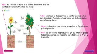 Raíz: su función es fijar a la planta. Mediante ella las
plantas obtienen nutrientes del suelo.
Tallo: es el que le da soporte a la planta; algunos tallos
son delgados y flexibles, otros, como los de los árboles,
son leñosos y duros.
Hoja: es la estructura donde se realiza la fotosíntesis
y la respiración.
Flor: es el órgano reproductor. En su interior posee
todos los órganos que necesita para fabricar el fruto y
la semilla.
 