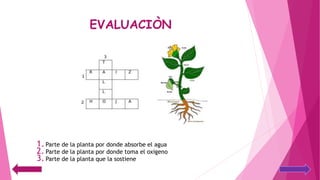 EVALUACIÒN
1. Parte de la planta por donde absorbe el agua
2. Parte de la planta por donde toma el oxigeno
3. Parte de la planta que la sostiene
 
