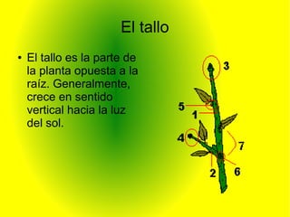 El tallo
● El tallo es la parte de
la planta opuesta a la
raíz. Generalmente,
crece en sentido
vertical hacia la luz
del sol.
 