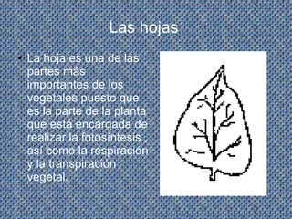Las hojas
● La hoja es una de las
partes más
importantes de los
vegetales puesto que
es la parte de la planta
que está encargada de
realizar la fotosíntesis ,
así como la respiración
y la transpiración
vegetal.
 