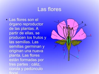 Las flores
● Las flores son el
órgano reproductor
de las plantas. A
partir de ellas, se
producen los frutos y
las semillas. Las
semillas germinan y
originan una nueva
planta. Las flores
están formadas por
tres partes : cáliz,
corola y pedúnculo
 