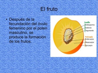 El fruto
● Después de la
fecundación del óvulo
femenino por el polen
masculino, se
produce la formación
de los frutos.
 