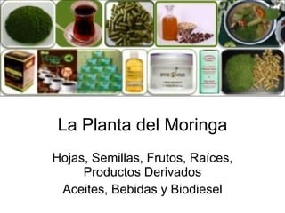 La Planta del Moringa Hojas, Semillas, Frutos, Raíces, Productos Derivados Aceites, Bebidas y Biodiesel 