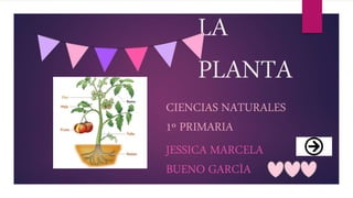 LA
PLANTA
CIENCIAS NATURALES
1º PRIMARIA
JESSICA MARCELA
BUENO GARCÌA
 