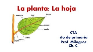 La planta: La hoja
CTA
4to de primaria
Prof. Milagros
Ch. C.
 