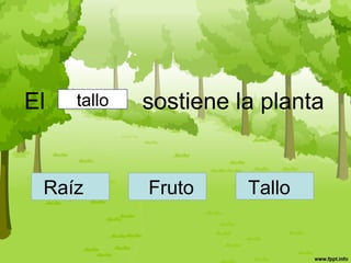 El sostiene la plantatallo
Raíz Fruto Tallo
 