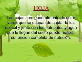 HOJAHOJA
Las hojas son  generalmente de color 
verde que se ocupan de captar la luz 
del sol y junto con los nutrientes y agua 
que le llegan del suelo puede realizar 
su función completa de nutrición.
 