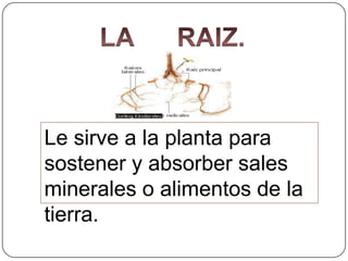 Le sirve a la planta para
sostener y absorber sales
minerales o alimentos de la
tierra.

 