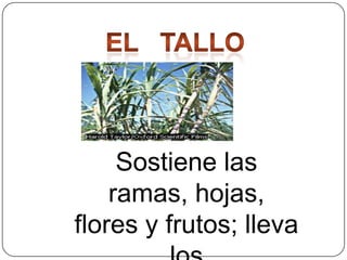 Sostiene las
ramas, hojas,
flores y frutos; lleva

 