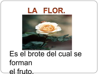 Es el brote del cual se
forman

 