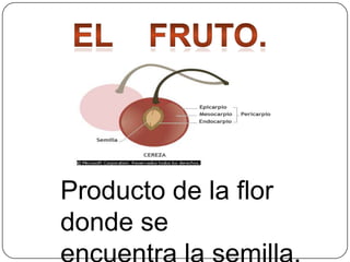 Producto de la flor
donde se

 