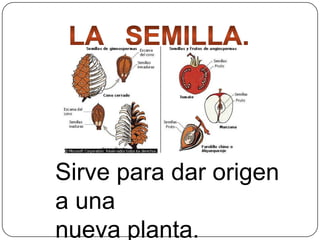 Sirve para dar origen
a una
nueva planta.

 