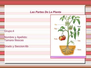Las Partes De La Planta
Grupo:4
Nombre y Apellido:
Tamara Illescas
Grado y Seccion:6b
 