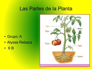 Las Partes de la Planta
● Grupo: A
● Alyssa Rebaza
● 6 B
 