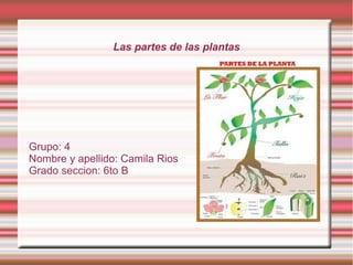 Las partes de las plantas
Grupo: 4
Nombre y apellido: Camila Rios
Grado seccion: 6to B
 