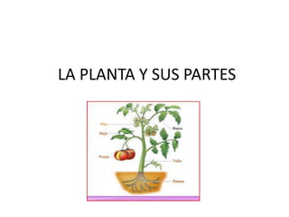 LA PLANTA Y SUS PARTES
 