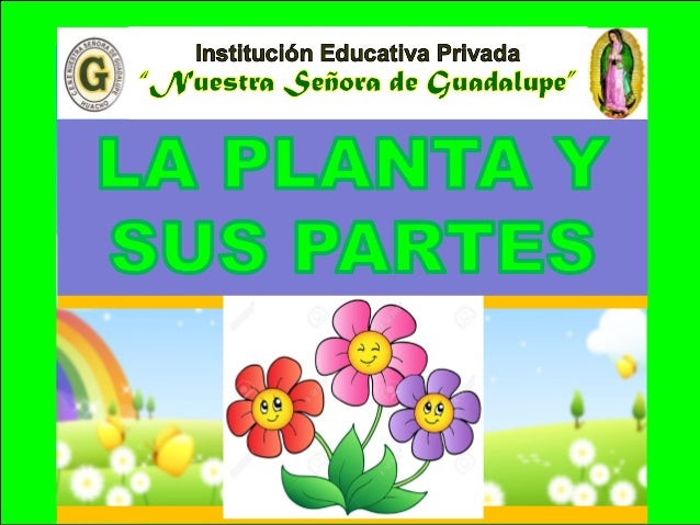 Qu Es El Cacao Y Dnde Se Produce Verema