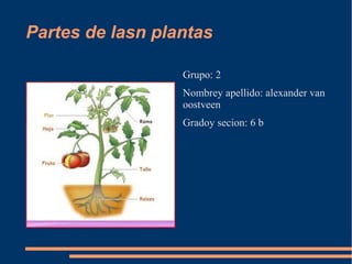 Partes de lasn plantas
Grupo: 2
Nombrey apellido: alexander van
oostveen
Gradoy secion: 6 b
 