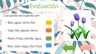 Las partes de la planta son:
• Raíz, agua, tierra, flor.
• Tallo, flor, abono, tierra.
• Polen, fruto, semilla, agua.
• Raíz, tallo, hojas, flor, fruto.
 