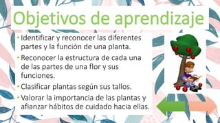 • Identificar y reconocer las diferentes
partes y la función de una planta.
• Reconocer la estructura de cada una
de las partes de una flor y sus
funciones.
• Clasificar plantas según sus tallos.
• Valorar la importancia de las plantas y
afianzar hábitos de cuidado hacia ellas.
 