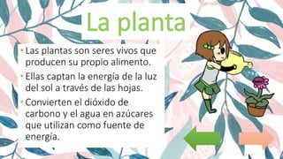 •Las plantas son seres vivos que
producen su propio alimento.
•Ellas captan la energía de la luz
del sol a través de las hojas.
•Convierten el dióxido de
carbono y el agua en azúcares
que utilizan como fuente de
energía.
 