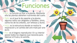 • Raíz: su función es fijar a la planta. Mediante
ella las plantas obtienen nutrientes del suelo.
• Tallo: es el que le da soporte a la planta;
algunos tallos son delgados y flexibles, otros,
como los de los árboles, son leñosos y duros.
• Hoja: es la estructura donde se realiza la
respiración y el cambio del aire malo por aire
puro.
• Flor: es el órgano reproductor. En su interior
posee todos los órganos que necesita para
fabricar el fruto y la semilla.
 