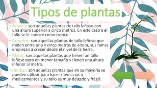 • Arboles: son aquellas plantas de tallo leñoso con
una altura superior a cinco metros. En este caso a el
tallo se le conoce como tronco.
• Arbustos: son aquellas plantas de tallo leñoso que
miden entre uno y cinco metros de altura, sus ramas
empiezan a crecer desde el nivel de la tierra.
• Matas: son aquellas plantas que tienen un tallo
leñoso pero en menor tamaño y tienen una altura
inferior al metro.
• Hierbas: son aquellas plantas que en su mayoría se
pueden utilizar para hacer medicinas o
medicamentos y su tallo es muy delgado y frágil.
 