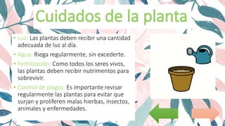 • Luz: Las plantas deben recibir una cantidad
adecuada de luz al día.
• Agua: Riega regularmente, sin excederte.
• Fertilización: Como todos los seres vivos,
las plantas deben recibir nutrimentos para
sobrevivir.
• Control de plagas: Es importante revisar
regularmente las plantas para evitar que
surjan y proliferen malas hierbas, insectos,
animales y enfermedades.
 