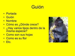 Guión Portada Guión Nombre Cómo es ¿Dónde crece? ¿Hay varios tipos dentro de la misma especie? Como son sus hojas Como es su flor Etc.