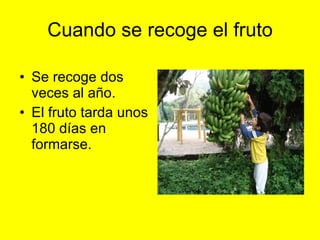 Cuando se recoge el fruto Se recoge dos veces al año. El fruto tarda unos 180 días en formarse.