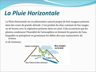 La Pluie Horizontale
La Pluie Horizontale est un phénomène naturel propre de bois nuageux présents
dans des zones de grande altitude. C'est produit du choc constant de bas nuages
ou de brume avec la végétation présente dans ces aires. Cela occasionne que les
plantes condensent l'humidité de l'atmosphère en formant les gouttes de l'eau,
lesquelles se précipitent en grossissant les débits des eaux souterraines, de
rivières
et de ruisseaux.
 