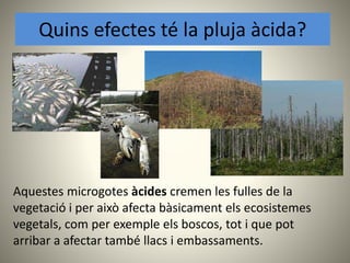 Aquestes microgotes àcides cremen les fulles de la
vegetació i per això afecta bàsicament els ecosistemes
vegetals, com per exemple els boscos, tot i que pot
arribar a afectar també llacs i embassaments.
Quins efectes té la pluja àcida?
 