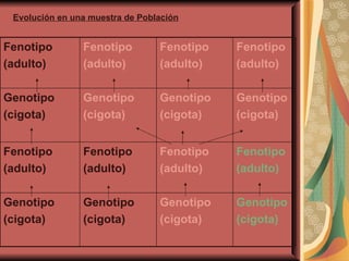 Evolución en una muestra de Población Fenotipo (adulto) Fenotipo  (adulto) Fenotipo  (adulto) Fenotipo  (adulto) Genotipo (cigota) Genotipo (cigota) Genotipo (cigota) Genotipo (cigota) Fenotipo (adulto) Fenotipo (adulto) Fenotipo (adulto) Fenotipo (adulto) Genotipo (cigota) Genotipo (cigota) Genotipo (cigota) Genotipo (cigota) 
