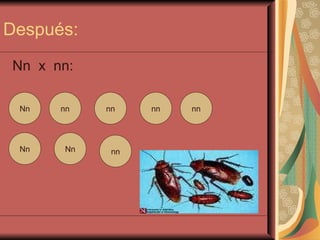 Después: Nn  x  nn: Nn  nn  nn  nn  nn Nn  Nn  nn nn nn nn nn nn Nn Nn Nn 