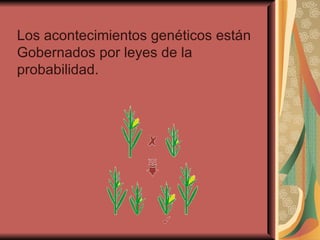 Los acontecimientos genéticos están  Gobernados por leyes de la probabilidad. 