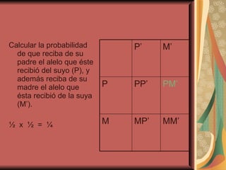 Calcular la probabilidad de que reciba de su padre el alelo que éste recibió del suyo (P), y además reciba de su madre el alelo que ésta recibió de la suya (M’). ½  x  ½  =  ¼  P’ M’ P PP’ PM’ M MP’ MM’ 