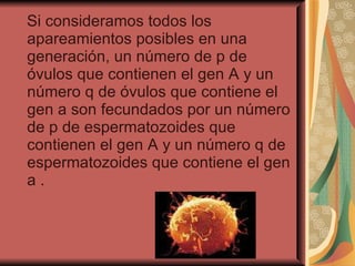 Si consideramos todos los apareamientos posibles en una generación, un número de p de óvulos que contienen el gen A y un número q de óvulos que contiene el gen a son fecundados por un número de p de espermatozoides que contienen el gen A y un número q de espermatozoides que contiene el gen a . 