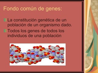Fondo común de genes: La constitución genética de un población de un organismo dado. Todos los genes de todos los individuos de una población  