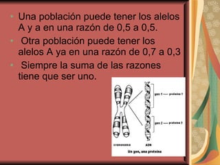 Una población puede tener los alelos A y a en una razón de 0,5 a 0,5. Otra población puede tener los alelos A ya en una razón de 0,7 a 0,3 Siempre la suma de las razones tiene que ser uno. 