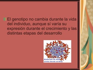 El genotipo no cambia durante la vida del individuo, aunque sí varía su expresión durante el crecimiento y las distintas etapas del desarrollo 