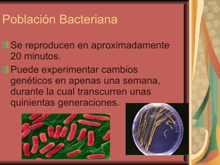 Población Bacteriana Se reproducen en aproximadamente 20 minutos. Puede experimentar cambios genéticos en apenas una semana, durante la cual transcurren unas quinientas generaciones. 