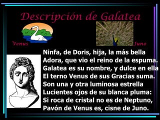 Descripción de Galatea Venus Juno Ninfa, de Doris, hija, la más bella Adora, que vio el reino de la espuma. Galatea es su nombre, y dulce en ella El terno Venus de sus Gracias suma. Son una y otra luminosa estrella Lucientes ojos de su blanca pluma: Si roca de cristal no es de Neptuno,  Pavón de Venus es, cisne de Juno. 