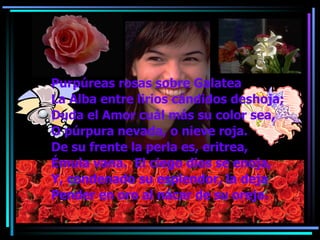 Purpúreas rosas sobre Galatea La Alba entre lirios cándidos deshoja; Duda el Amor cuál más su color sea, O púrpura nevada, o nieve roja. De su frente la perla es, eritrea, Émula vana.  El ciego dios se enoja, Y, condenado su esplendor, la deja Pender en oro al nácar de su oreja. 