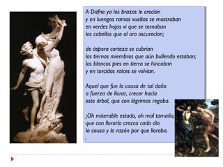 A Dafne ya los brazos le crecían
 A Dafne ya los brazos le crecían
yyen luengos ramos vueltos se mostraban
   en luengos ramos vueltos se mostraban
en verdes hojas vi que se tornaban
 en verdes hojas vi que se tornaban
los cabellos que al oro oscurecían;
 los cabellos que al oro oscurecían;

de áspera corteza se cubrían
 de áspera corteza se cubrían
los tiernos miembros que aún bullendo estaban;
 los tiernos miembros que aún bullendo estaban;
los blancos pies en tierra se hincaban
 los blancos pies en tierra se hincaban
yyen torcidas raíces se volvían.
   en torcidas raíces se volvían.

Aquel que fue la causa de tal daño
 Aquel que fue la causa de tal daño
aafuerza de llorar, crecer hacía
   fuerza de llorar, crecer hacía
este árbol, que con lágrimas regaba.
 este árbol, que con lágrimas regaba.

¡Oh miserable estado, oh mal tamaño,
 ¡Oh miserable estado, oh mal tamaño,
que con llorarla crezca cada día
 que con llorarla crezca cada día
la causa yyla razón por que lloraba.
 la causa la razón por que lloraba.
..
 