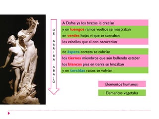 A Dafne ya los brazos le crecían
D   y en luengos ramos vueltos se mostraban
E
    en verdes hojas vi que se tornaban
A   los cabellos que al oro oscurecían
R
R
I   de áspera corteza se cubrían
B
A   los tiernos miembros que aún bullendo estaban
    los blancos pies en tierra se hincaban
A
B   y en torcidas raíces se volvían
A
J
O
                              Elementos humanos

                               Elementos vegetales
 