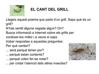 EL CANT DEL GRILL
Llegeix aquest poema que parla d’un grill. Saps què és un
grill?
N’has sentit alguna vegada algun? On?
Busca informació a Internet sobre els grills per
conèixer-los millor i a veure si saps
trobar respostes a aquestes preguntes:
Per què canten?
... serà perquè tenen por?
... perquè estan contents?
... perquè volen fer-se notar?
... per cridar l’atenció dels altres insectes?
 