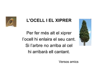 L'OCELL I EL XIPRER
Per fer més alt el xiprer
l’ocell hi enlaira el seu cant.
Si l’arbre no arriba al cel
hi arribarà ell cantant.
Versos amics
 