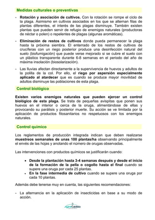 Medidas culturales o preventivas
- Rotación y asociación de cultivos. Con la rotación se rompe el ciclo de
la plaga. Asimismo en cultivos asociados en los que se alternan filas de
plantas diferentes, el interés de las plagas disminuye. También existen
plantas que pueden servir de refugio de enemigos naturales (productoras
de néctar o polen) o repelentes de plagas (algunas aromáticas).
- Eliminación de restos de cultivos donde pueda permanecer la plaga
hasta la próxima siembra. El enterrado de los restos de cultivos de
crucíferas con un riego posterior produce una desinfección natural del
suelo (biofumigación) que puede verse mejorado si se cubre el suelo con
un plástico transparente durante 6-8 semanas en el periodo del año de
máxima insolación (biosolarización).
- Las lluvias afectan directamente a la supervivencia de huevos y adultos de
la polilla de la col. Por ello, el riego por aspersión especialmente
aplicado al atardecer que es cuando se produce mayor movilidad de
adultos disminuye las poblaciones de esta plaga.
Control biológico
Existen varios enemigos naturales que pueden ejercer un control
biológico de esta plaga. Se trata de pequeñas avispitas que ponen sus
huevos en el interior o cerca de la oruga, alimentándose de ellas y
provocando su parálisis y posterior muerte. Su acción se ve limitada por la
aplicación de productos fitosanitarios no respetuosos con los enemigos
naturales.
Control químico
Los reglamentos de producción integrada indican que deben realizarse
muestreos semanales de unas 100 plantas/ha observando principalmente
el envés de las hojas y anotando el número de orugas observadas.
Las intervenciones con productos químicos se justificarán cuando:
• Desde la plantación hasta 3-4 semanas después y desde el inicio
de la formación de la pella o cogollo hasta el final cuando se
supere una oruga por cada 25 plantas.
• En la fase intermedia de cultivo cuando se supere una oruga por
cada 10 plantas.
Además debe tenerse muy en cuenta, las siguientes recomendaciones:
- La alternancia en la aplicación de insecticidas en base a su modo de
acción.
 